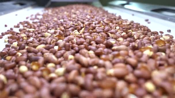 Kacang Panggang Operasi Penyortiran Pabrik Kacang Saluran Produksi Pengemasan Kacang — Stok Video