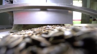 Kontrol mühendisi makineyi, ambalaj makinesi üreten bir mühendislik fabrikasında ayçekirdeği paketlemek için kullanıyor. Üretim hattında ayçiçeği tohumlarının incelenmesi ve paketlenmesi.