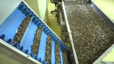 Kontrol mühendisi makineyi, ambalaj makinesi üreten bir mühendislik fabrikasında ayçekirdeği paketlemek için kullanıyor. Üretim hattında ayçiçeği tohumlarının incelenmesi ve paketlenmesi.