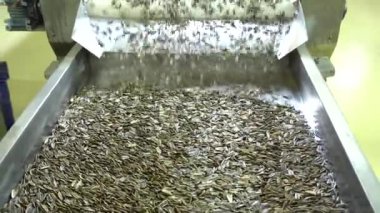 Kontrol mühendisi makineyi, ambalaj makinesi üreten bir mühendislik fabrikasında ayçekirdeği paketlemek için kullanıyor. Üretim hattında ayçiçeği tohumlarının incelenmesi ve paketlenmesi.