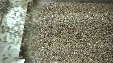 Kontrol mühendisi makineyi, ambalaj makinesi üreten bir mühendislik fabrikasında ayçekirdeği paketlemek için kullanıyor. Üretim hattında ayçiçeği tohumlarının incelenmesi ve paketlenmesi.
