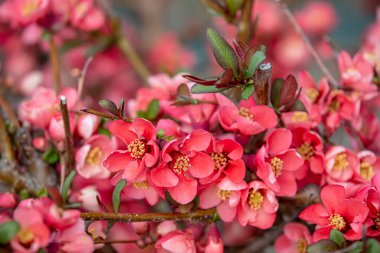 Bahar dalı. Beyaz kiraz çiçekli bir dal. Bahar çiçekleri. Güzel oyun alanı soyut arka planı. Bahar geldi..