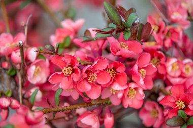 Bahar dalı. Beyaz kiraz çiçekli bir dal. Bahar çiçekleri. Güzel oyun alanı soyut arka planı. Bahar geldi..