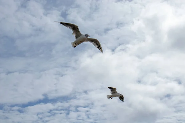 Морские Птицы Летят Облаках — стоковое фото
