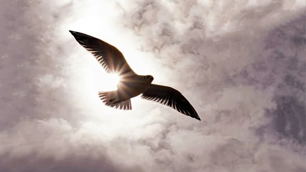 Pájaro Marino Volando Las Nubes — Foto de Stock