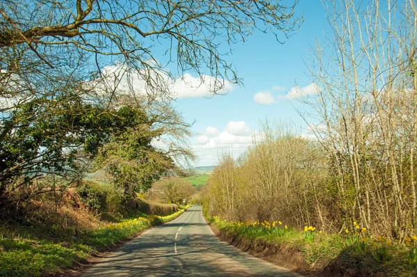 Нарциссы Дороги Сельской Местности Великобритании — стоковое фото