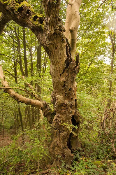 Knotty Old Tree Forset — Stockfoto