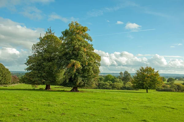 Zomer Landschap Bomen Het Britse Platteland — Stockfoto