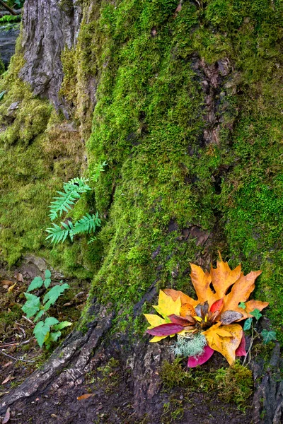 Mossy Árbol Arce Fondo Con Hojas Otoño —  Fotos de Stock