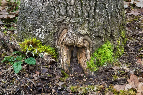 Oak Tree Close Natural Fairy Door — Stock Photo, Image
