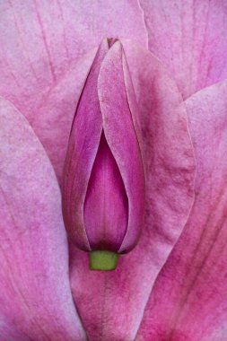 Pembe Magnolia çiçek kabuğu doğanın makro görüntüsünde