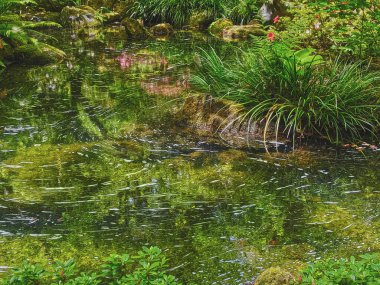Göletteki ağaçların ve bitkilerin su yansımalarıyla bahçe manzarası