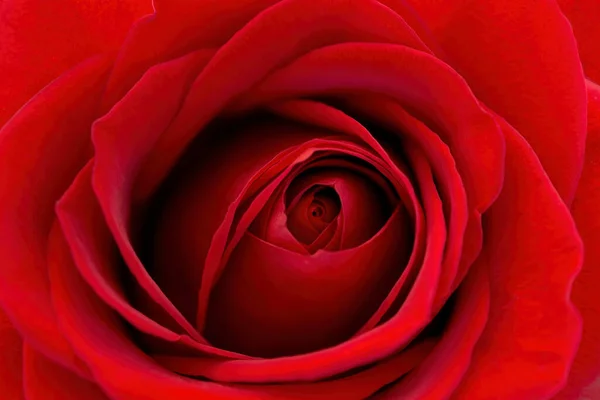 Macro Image Velvet Red Rose — Stock Photo, Image