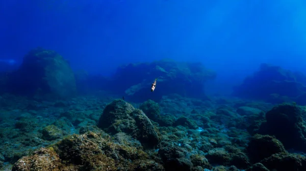 Víz Alatti Táj Egy Búvárkodás Partjainál Sziget Tenerife Atlanti Óceánon — Stock Fotó