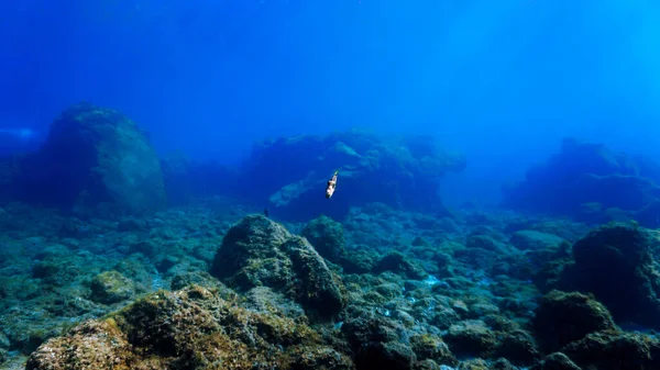 Víz Alatti Táj Egy Búvárkodás Partjainál Sziget Tenerife Atlanti Óceánon — Stock Fotó