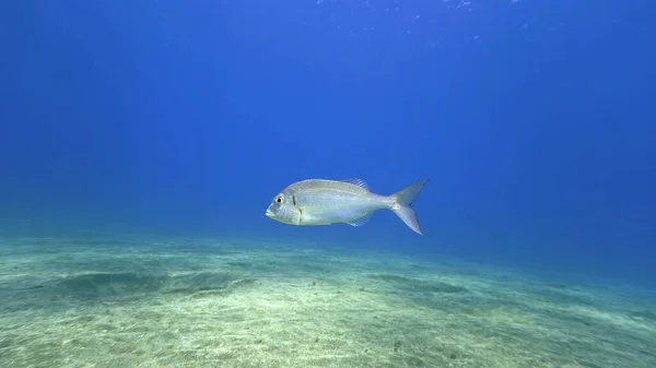 Okyanusların Meraklı Balıklarından Biri Olan Deniz Balığı Stalker Atlantik Okyanusu — Stok fotoğraf