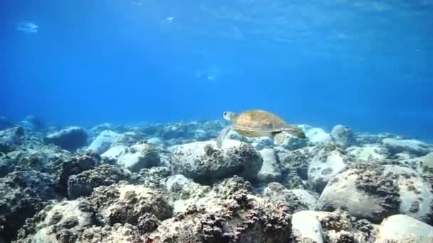 Underwater Video Clip Sea Turtle Rays Light Shallow Blue Waters — Stock videók