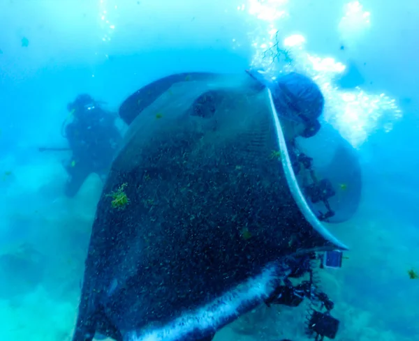 Underwater Photo Diving Atlantic Roughtail Stingrays Scuba Dive Canary Islands — Stock Photo, Image