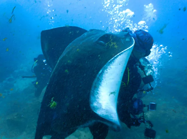 Foto Submarina Buceo Con Rayas Cola Roja Del Atlántico Desde — Foto de Stock