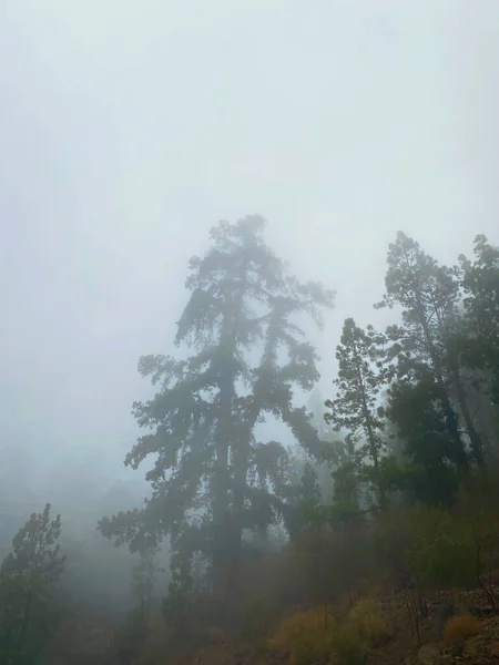 Alberi Magici Paesaggio Nella Nebbia Paesaggio Fantastico Con Foresta Nebbiosa — Foto Stock