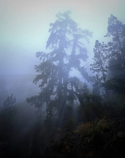 Varázslatos Fák Táj Ködben Fantázia Táj Ködös Erdővel Tündérerdő Ősszel — Stock Fotó