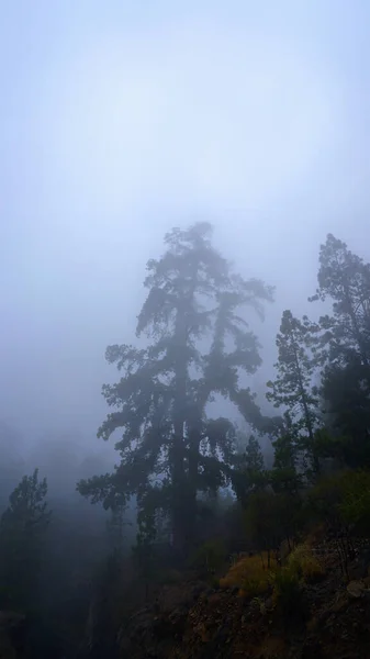 Árboles Mágicos Paisaje Niebla Paisaje Fantasía Con Bosque Brumoso Bosque —  Fotos de Stock