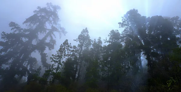 Varázslatos Fák Erdő Ködben Csodálatos Ködös Erdő Fantázia Táj Ködös — Stock Fotó