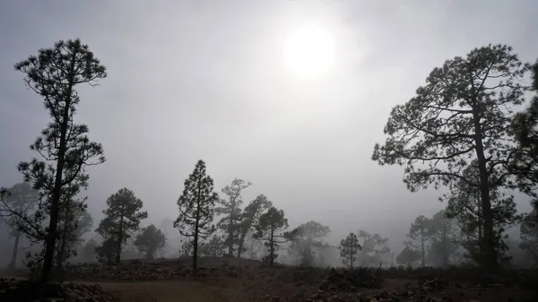 Alberi Magici Paesaggio Nella Nebbia Paesaggio Fantastico Con Foresta Nebbiosa — Foto Stock