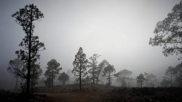 Alberi Magici Paesaggio Nella Nebbia Paesaggio Fantastico Con Foresta Nebbiosa — Foto Stock