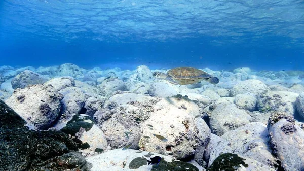 Podwodne Zdjęcie Żółwia Morskiego Promieniach Światła Płytkich Błękitnych Wodach Nurkowania — Zdjęcie stockowe