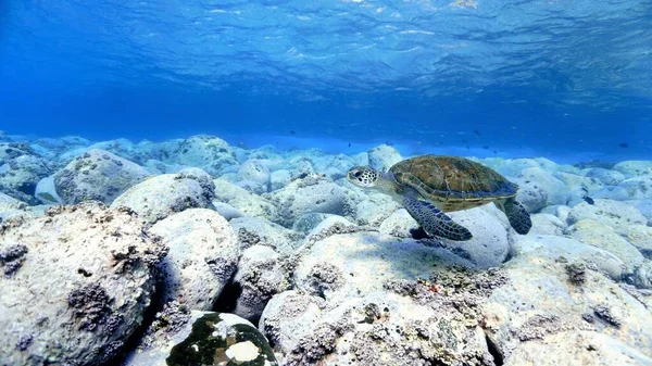 Podwodne Zdjęcie Żółwia Morskiego Promieniach Światła Płytkich Błękitnych Wodach Nurkowania — Zdjęcie stockowe
