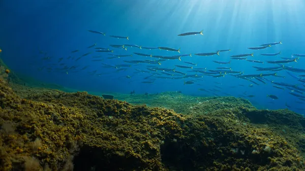 Beautiful Underwater Photo Rays Sunlight School Yellow Tail Barracudas Scuba — Stock Photo, Image