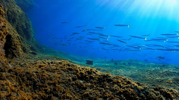 Schöne Unterwasser Foto Von Sonnenstrahlen Über Schule Der Gelben Schwanz — Stockfoto