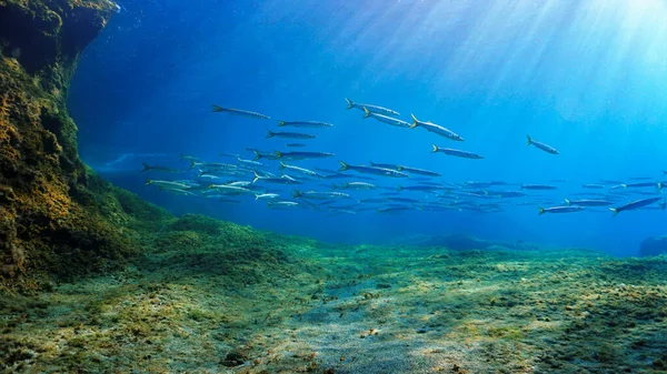 Balık Sürüsünün Sanatsal Sualtı Fotoğrafı Barracudas Sihirli Güneş Işınlarıyla — Stok fotoğraf