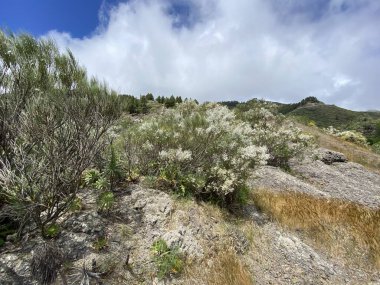 Güzel doğa ve adanın yabani çiçekleri Atlantik okyanusunda Tenerife.