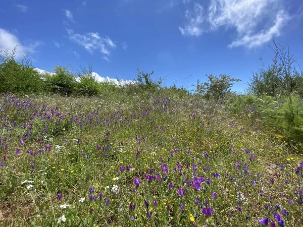 大西洋のテネリフェ島の美しい自然と野生の花 — ストック写真