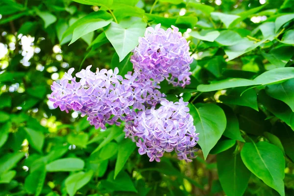 Purple Lilac Flower Sweden — Stock Photo, Image