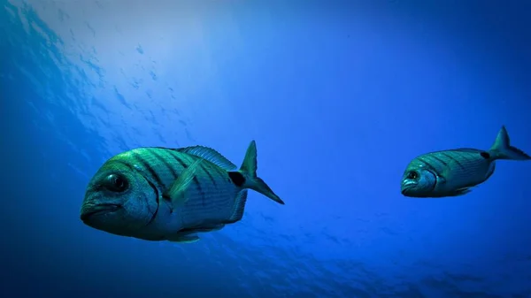 Beautiful underwater photo of fish - Zebra Sea Bream. From a scuba dive.