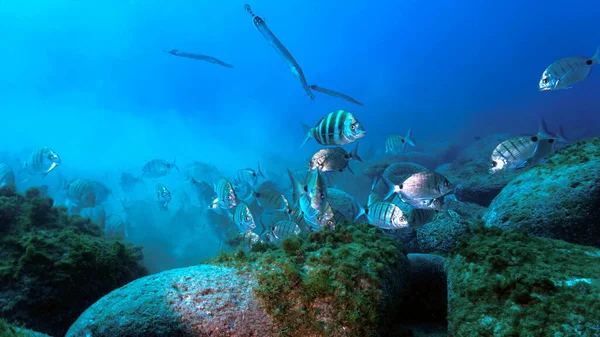 Bela Foto Subaquática Escola Peixe Zebra Sea Bream Caça Comida — Fotografia de Stock