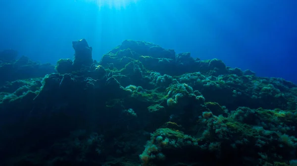 Mindfulness Bajo Agua Buceo Sobre Arrecife Rayos Hermosa Luz — Foto de Stock