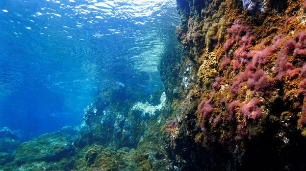 Cores Oceano Bela Paisagem Subaquática Quando Mergulho — Fotografia de Stock