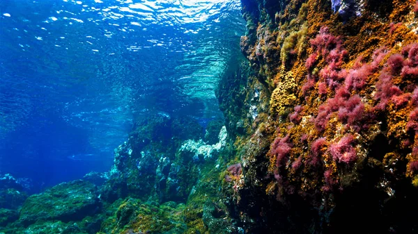 Cores Oceano Bela Paisagem Subaquática Quando Mergulho — Fotografia de Stock