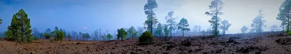 Magical Trees Landscape Fog Fantasy Landscape Misty Forest Fairy Forest — Stock Photo, Image