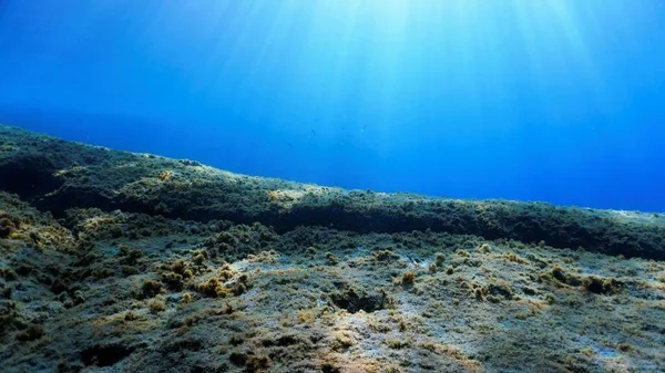 Onderwaterfoto Van Landschap Landschap Van Een Duikvlucht — Stockfoto