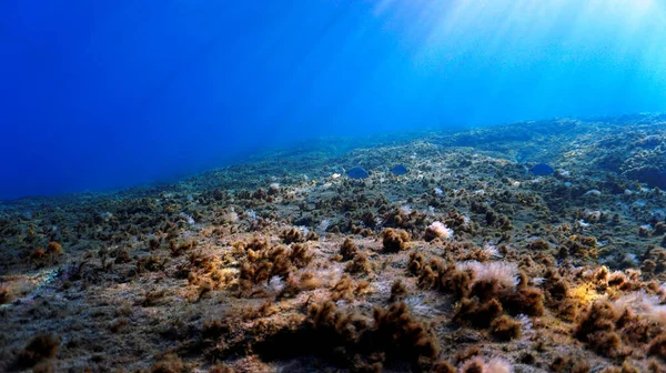 Beautiful Underwater Landscape Atlantic Ocean — Stockfoto