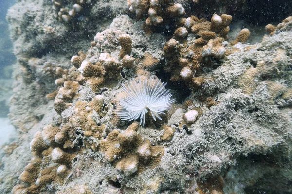 Unterwasserfoto Einer Anemonenblume Korallenriff — Stockfoto