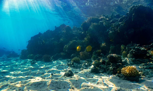 Foto Submarina Hermoso Arrecife Coral Desde Una Inmersión Aguas Tropicales —  Fotos de Stock
