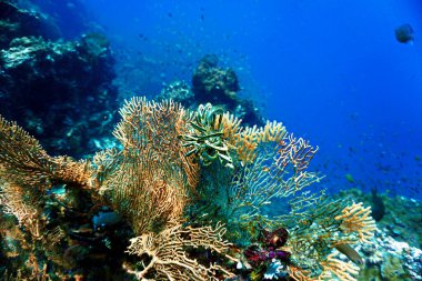 Güzel bir mercan resifinden çekilmiş su altı fotoğrafı. Tropikal sulardaki bir dalıştan.