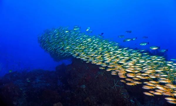 Unterwasserfoto Von Fischschwärmen Die Ein Muster Machen — Stockfoto