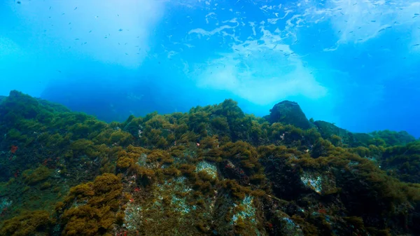 Художественное Подводное Фото Акваланга Вихря Волн Ударяющихся Коралловый Риф — стоковое фото